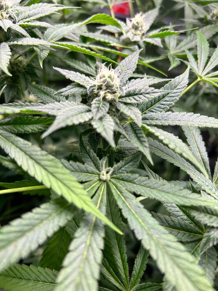 Nahaufnahme einer blühenden Cannabispflanze mit sichtbaren Trichomen und jungen Blütenständen.