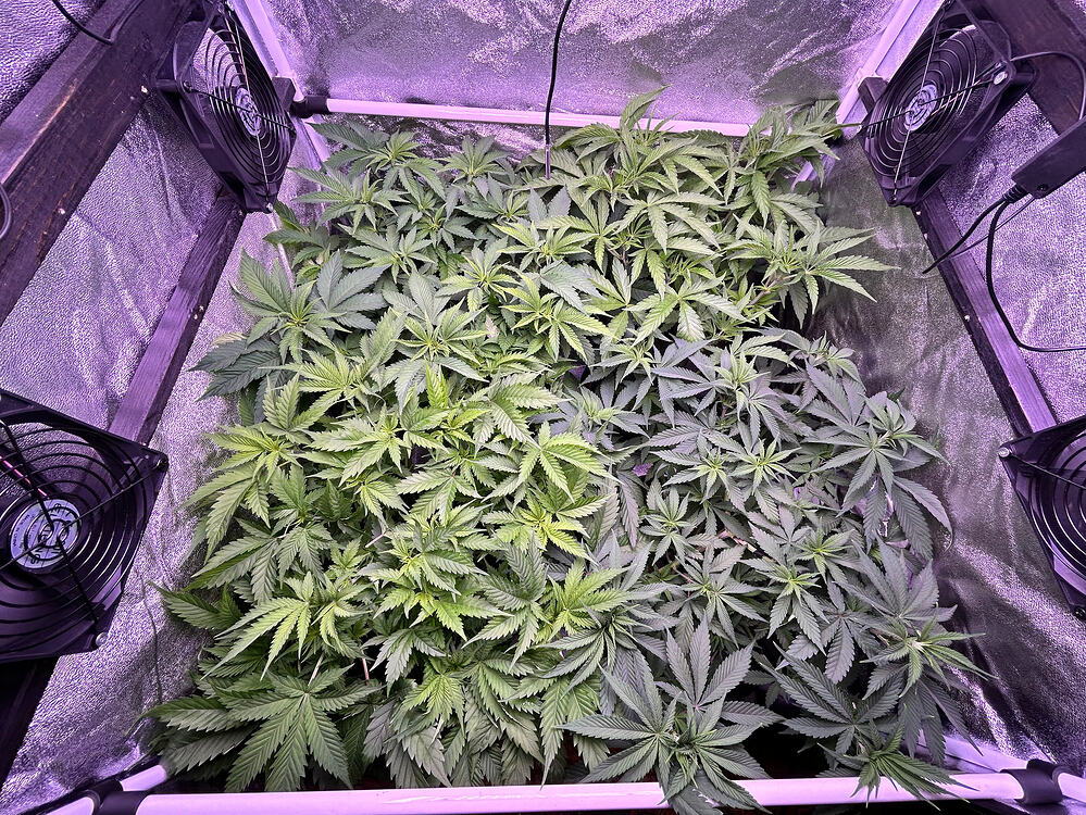 Draufsicht in ein Growzelt mit mehreren Cannabis-Pflanzen in der vegetativen Phase unter LED-Beleuchtung.