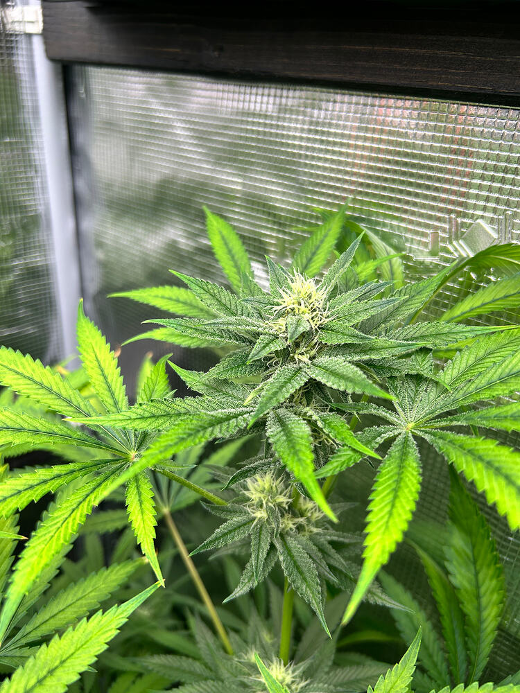 Growreport Bild 15