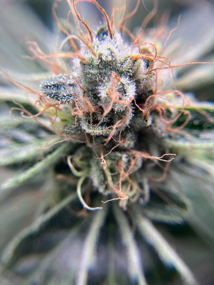 Growreport Bild 32