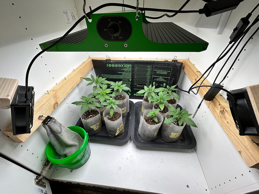Sechs junge Cannabissämlinge in kleinen Anzuchttöpfen unter einer LED-Wachstumslampe in einer Growbox.
