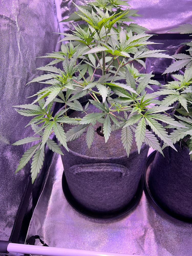 Zwei junge Cannabispflanzen in grauen Stofftöpfen in einem Growzelt unter LED-Beleuchtung.