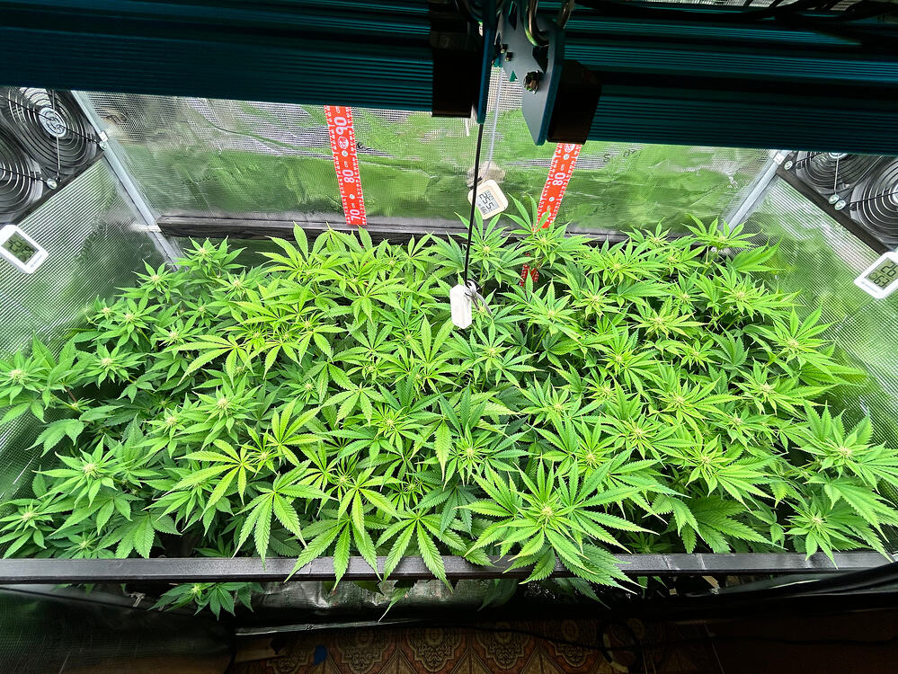 Draufsicht auf ein dicht bewachsenes Cannabis-Growzelt mit mehreren Pflanzen in der Blütephase unter einer LED-Lampe.