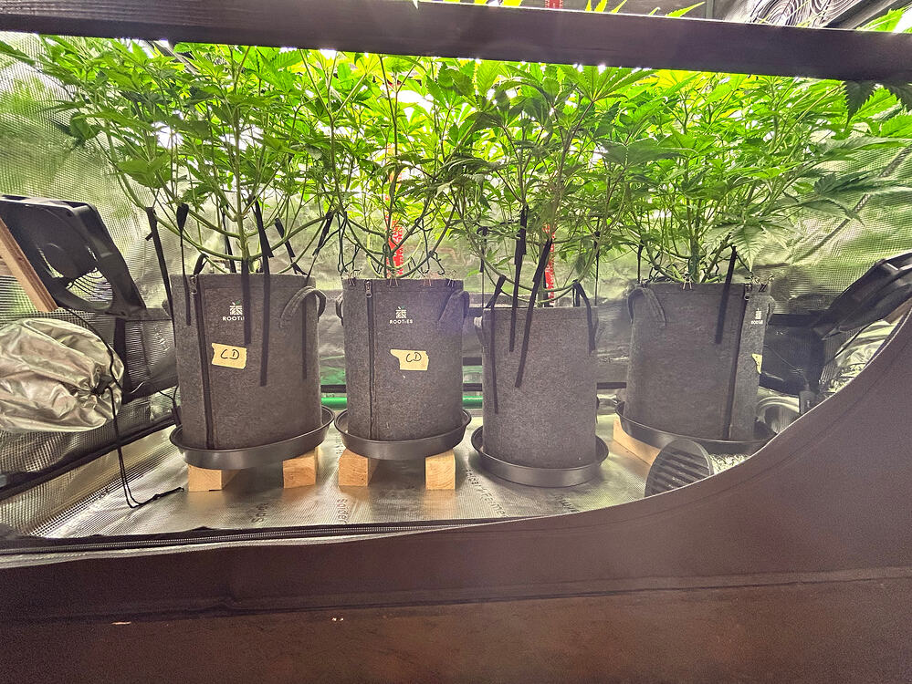 Vier Cannabis-Pflanzen in grauen Stofftöpfen in einem Growzelt, die Töpfe sind mit 'CD' beschriftet.