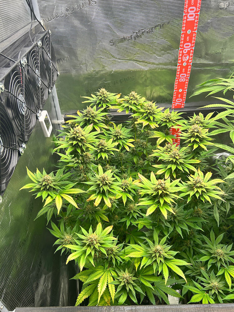 Drei Cannabis-Pflanzen in einem Growzelt in der Blütephase, mit einem vertikalen Messband an der Wand und Ventilatoren an der Seite.