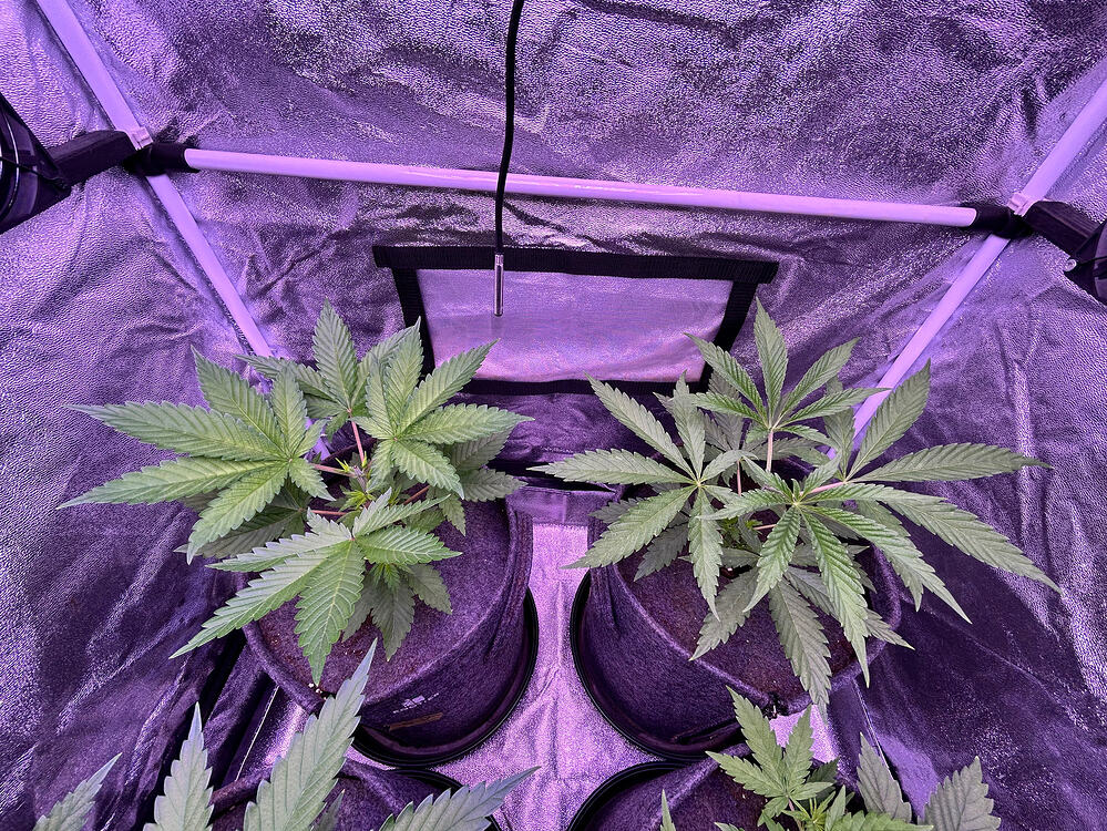 Vogelperspektive in ein Growzelt mit vier jungen Cannabispflanzen in Stofftöpfen unter violettem Licht.