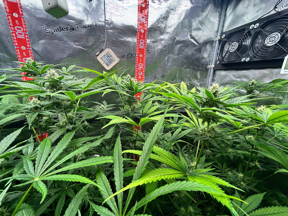 Cannabispflanzen in einem Growzelt mit Spider Farmer Ausrüstung und Messskalen.