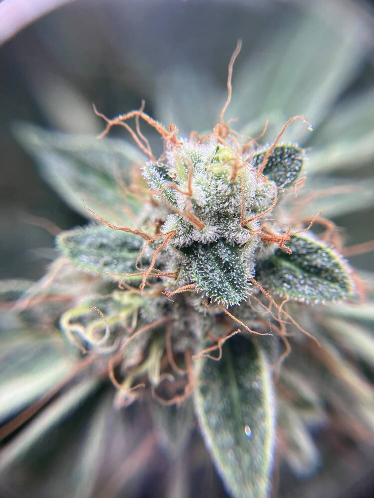 Nahaufnahme eines stark mit Trichomen bedeckten Cannabis-Buds mit orangefarbenen Stigmen.