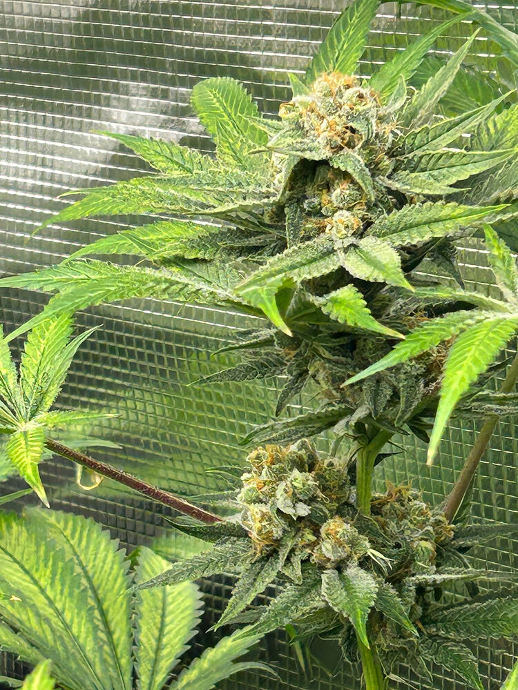 Growreport Bild 20
