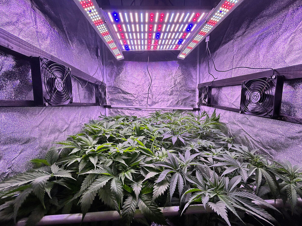 Innenansicht eines Grow-Zeltes mit mehreren Cannabis-Pflanzen unter einer LED-Beleuchtung.