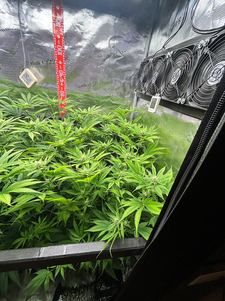 Blick in ein Growzelt mit mehreren Cannabis-Pflanzen in der Blütephase, inklusive Messskala und Ventilatoren.
