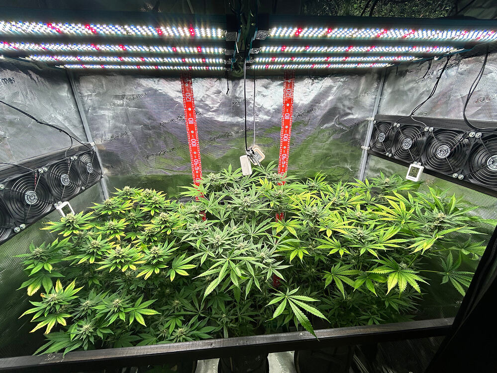 Drei Cannabis-Pflanzen in einem Growzelt unter LED-Beleuchtung in der Blütephase.