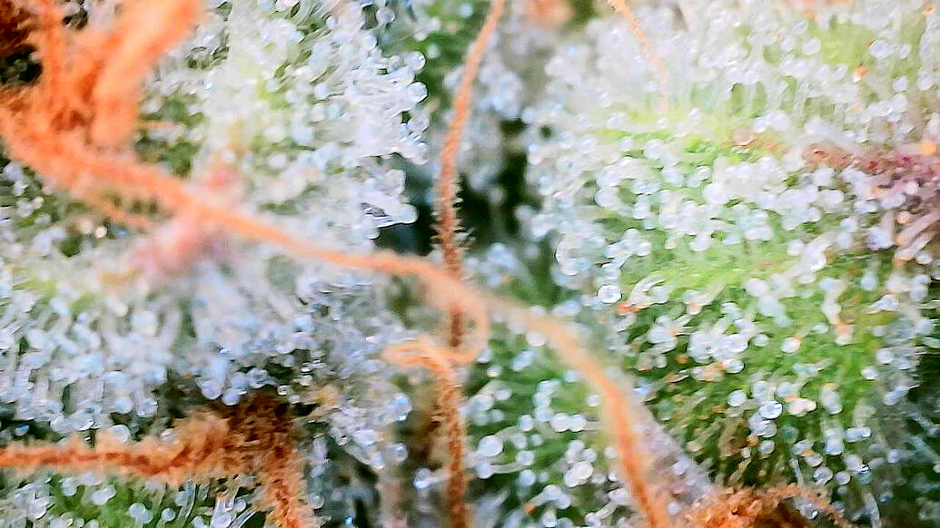 Growreport Bild 19