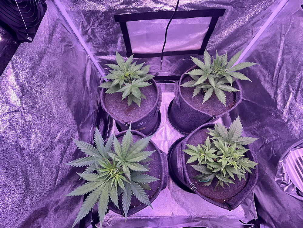 Vier junge Cannabispflanzen in Stofftöpfen in einem Growzelt unter violettem Licht.