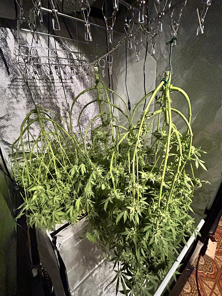 Zwei kopfüber an einem Gestell hängende Cannabis-Pflanzen in einem Growzelt zur Trocknung.