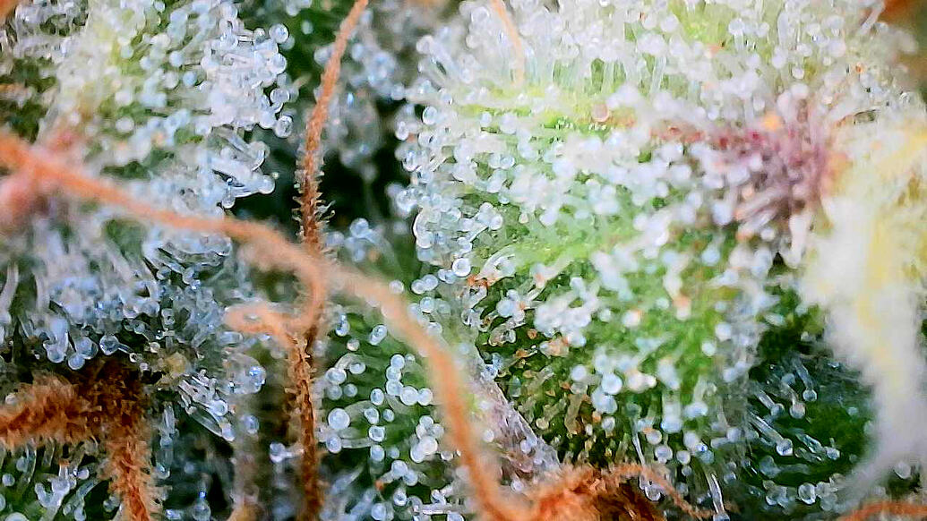 Growreport Bild 20