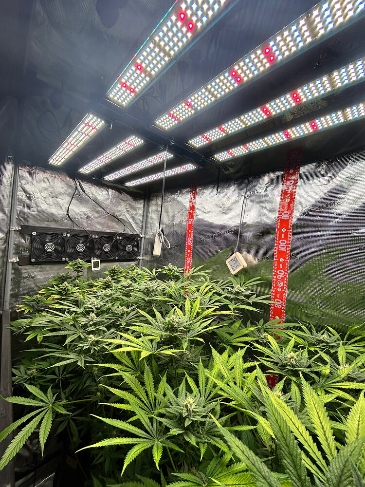 Blick in ein Growzelt mit drei Cannabispflanzen unter LED-Beleuchtung, inklusive Ventilatoren und Messgeräten.