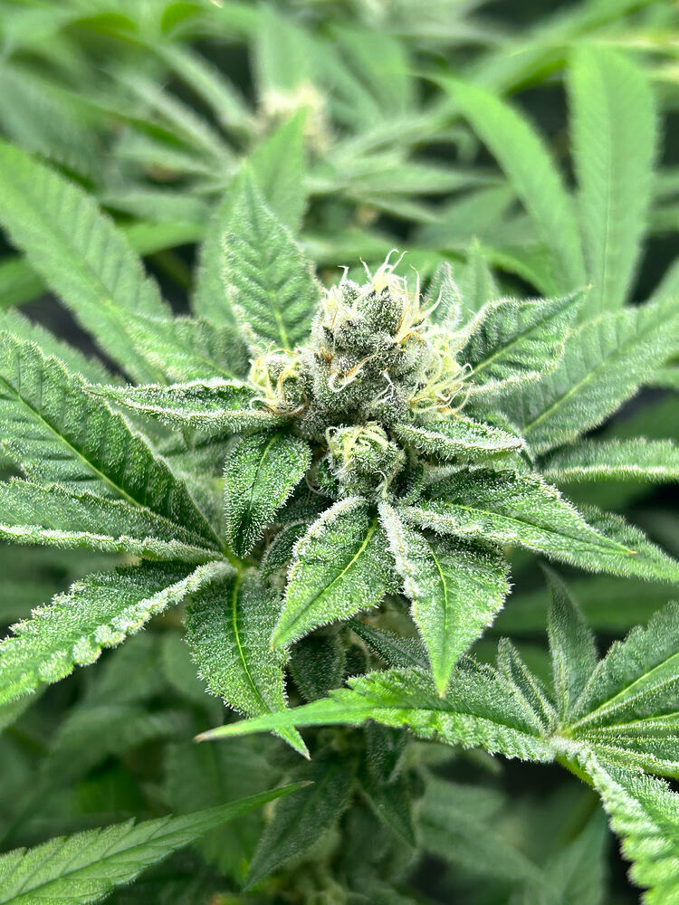 Nahaufnahme eines stark mit Trichomen bedeckten Cannabis-Buds in der Blütephase.