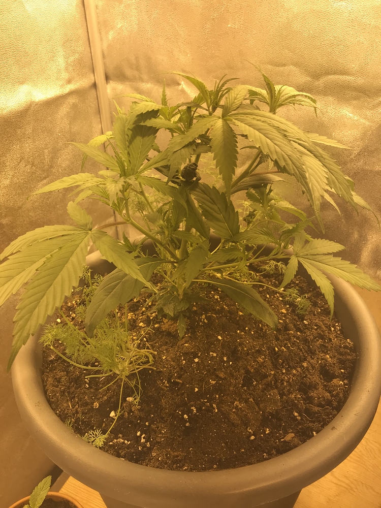 Noname Seeds Produktfoto