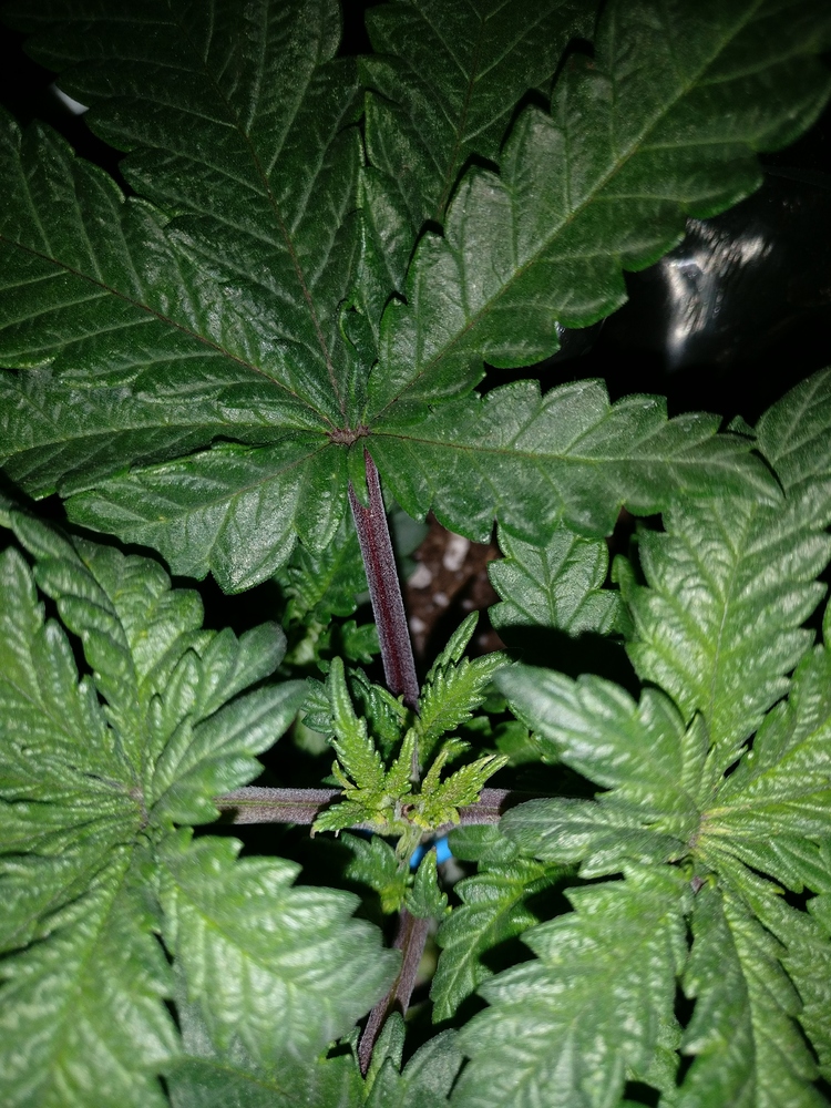 Skunk Kush Feminisiert (Sensi Seeds) Produktfoto