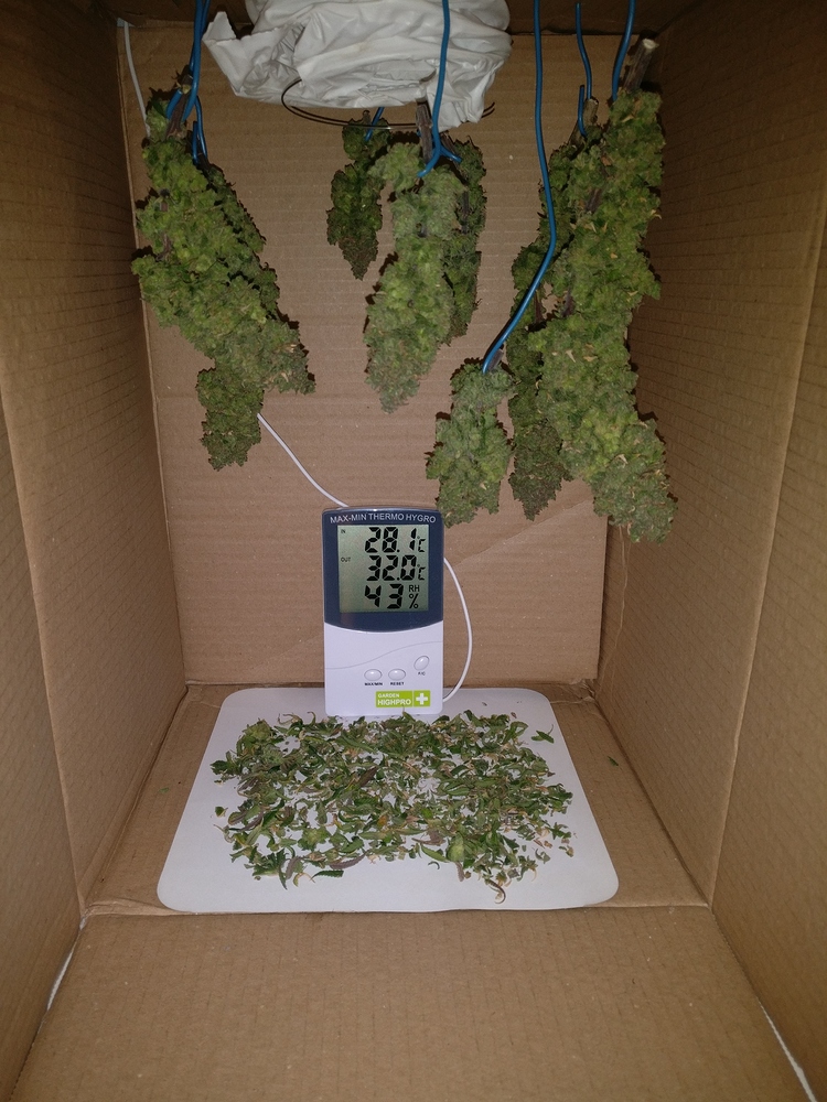 Skunk Kush Mini Indoor Grow. Pro Emit 60W DIY