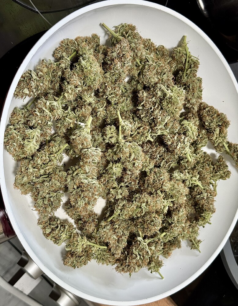 Blue Cheese F1 Auto Produktfoto