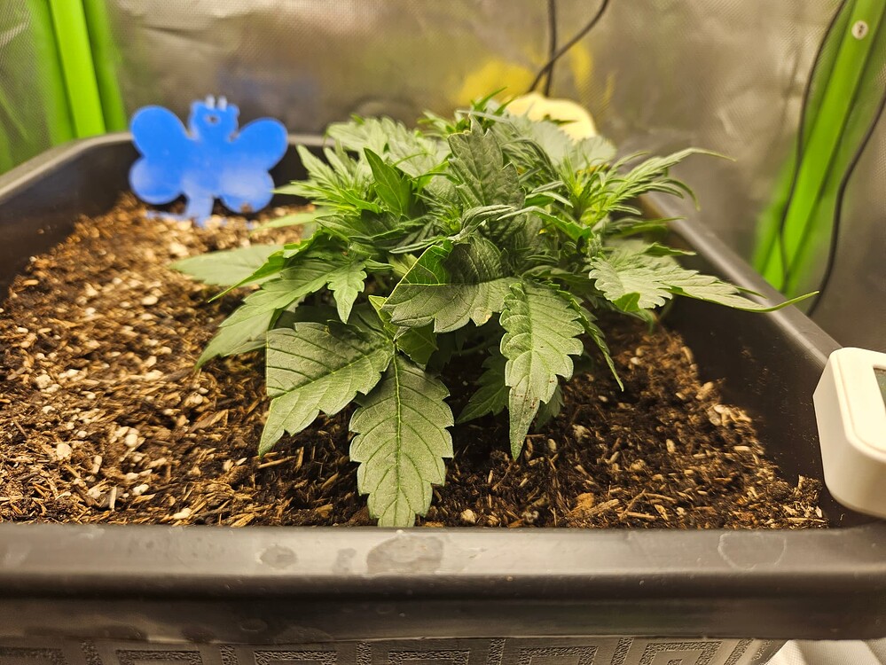Big Bud Autoflower Produktfoto