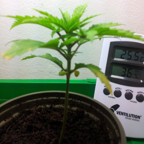 Northern Lights #5 X Haze Feminisiert (Sensi Seeds) Produktfoto