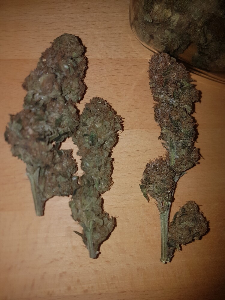 Honey Melon Haze, Satin Black Domina, FLOrganics