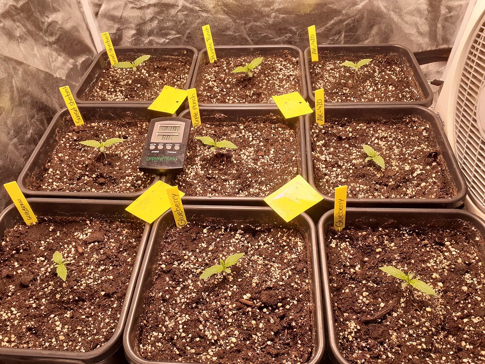 Sunset Sherbet Auto Produktfoto