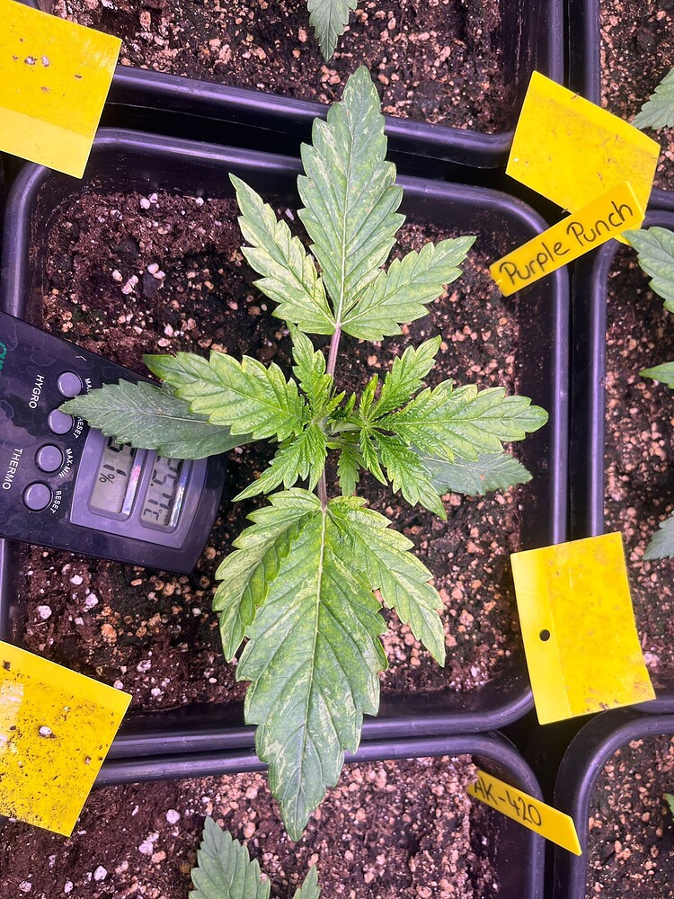 Purple Punch Produktfoto