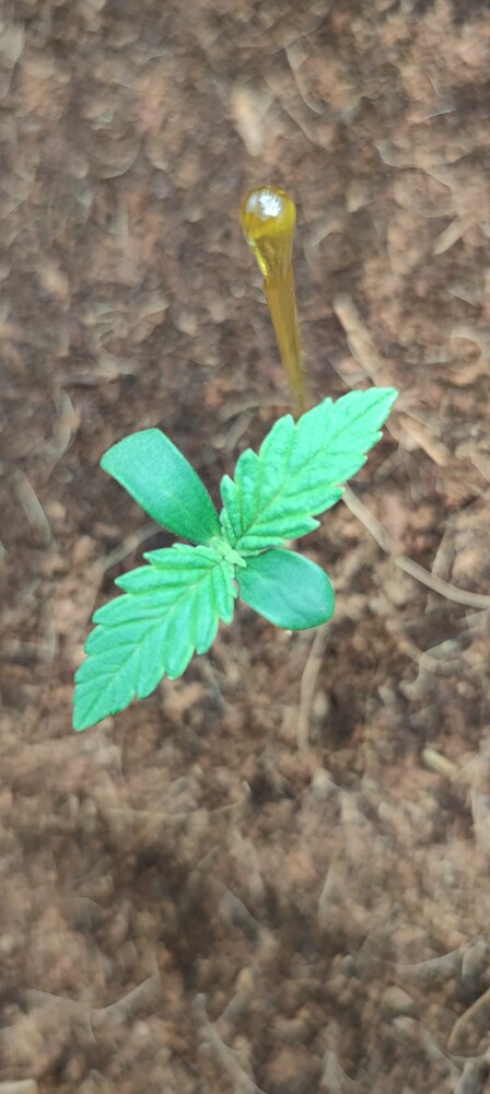 Super OG Kush Feminisiert (Kannabia) Produktfoto