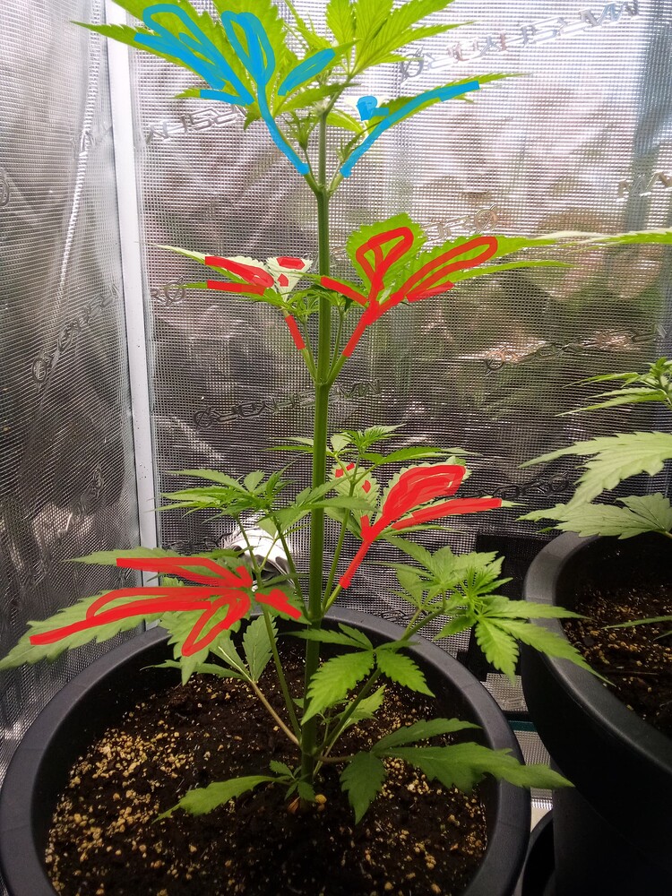 Orange Sherbet Auto Produktfoto