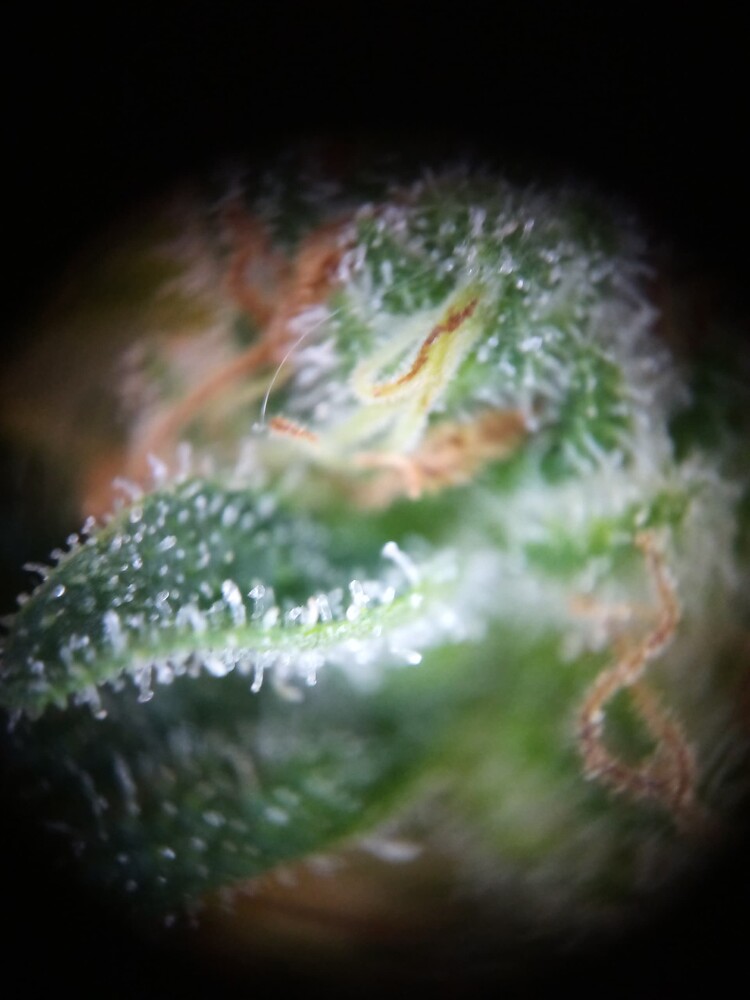 Mein erster Indoor Grow: 150 Led, 1xOrange Sherbet Auto, 1x Purple Lemonade Auto