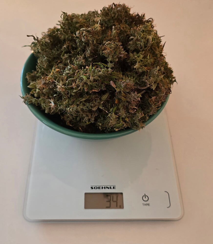 Bonsanto Mini Grow Box XL: Lemon Haze Auto