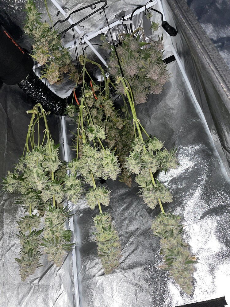 [BEENDET] Grow #4 (Indoor): Purple Cookie Kush 🍪 / Purple Berry Muffinz 🧁 / Pink Mist 🌫️ - Topping & Mainlining - 21 Colas
