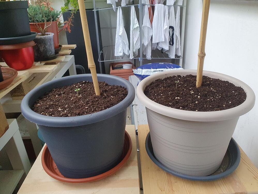 Master Kush Auto Produktfoto