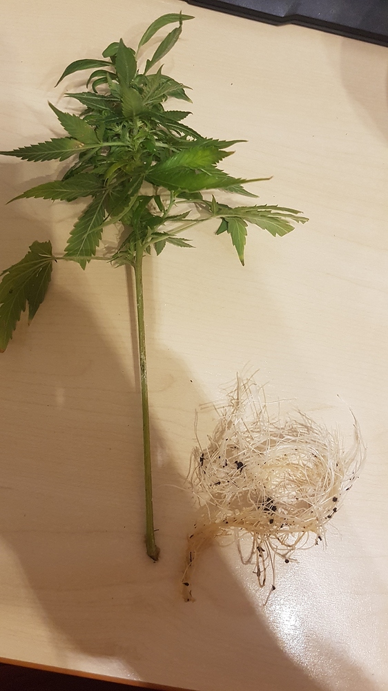 Pure Power Plant Feminisiert (Sensi Seeds) Produktfoto