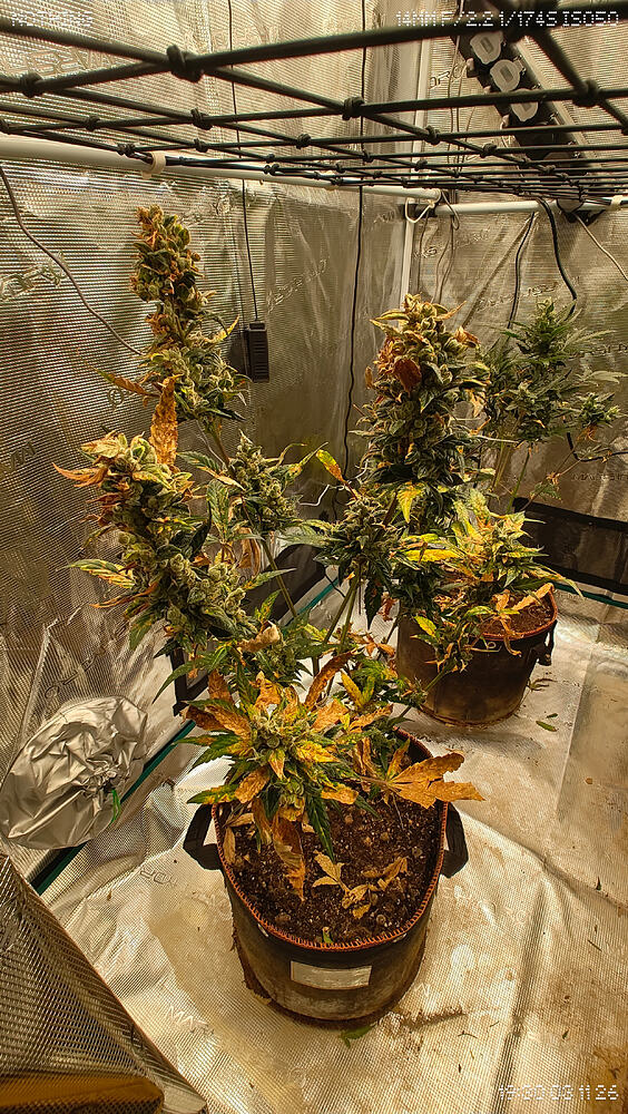 Champelli x Sensi Seeds - Mimosa Sunrise XXL Automatic