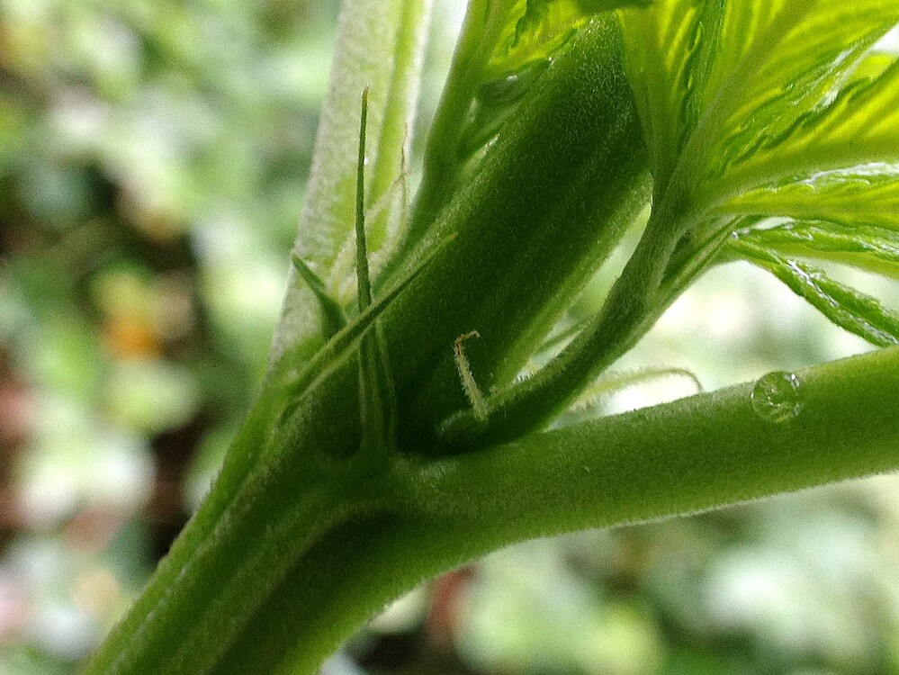 Growreport Bild 30