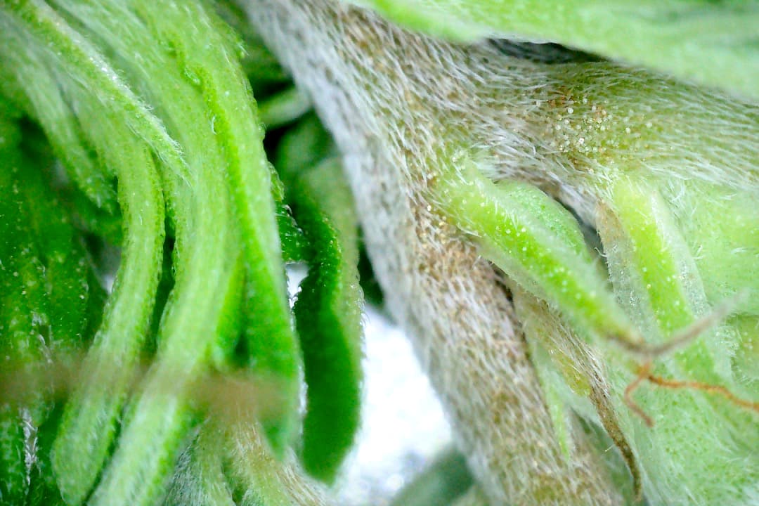 Growreport Bild 37