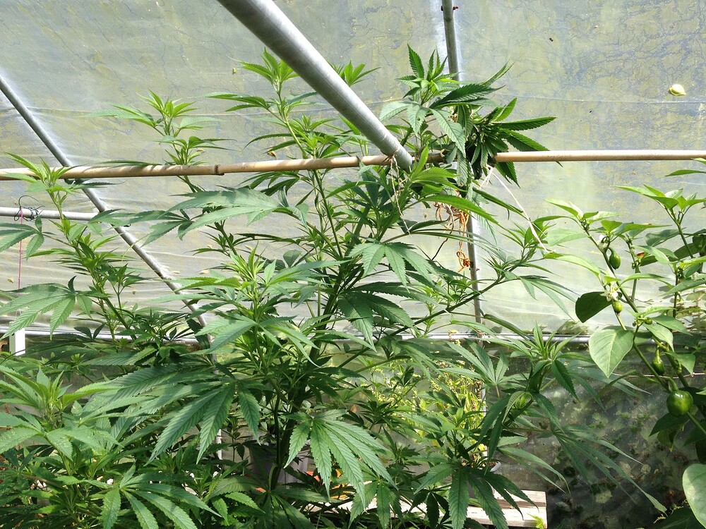 Growreport Bild 9