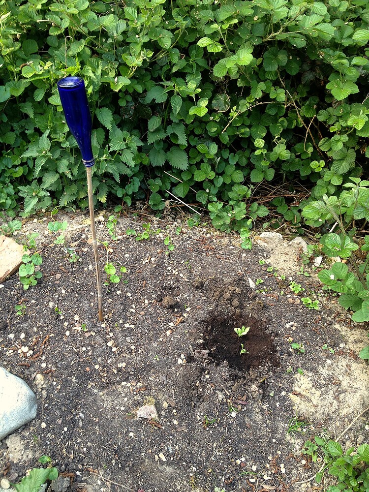 Growreport Bild 26