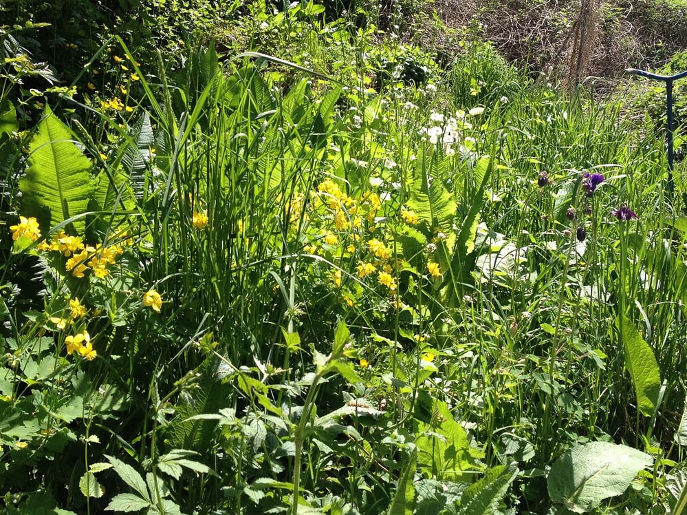 Growreport Bild 5