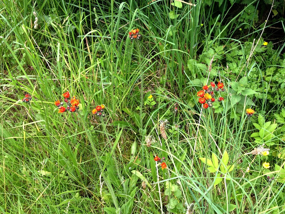 Growreport Bild 17