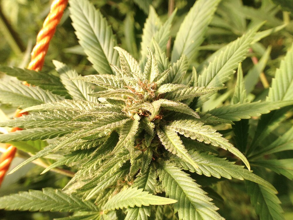 Growreport Bild 4