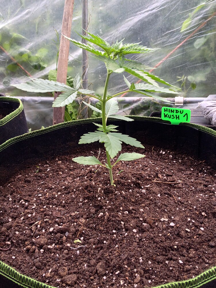Growreport Bild 64