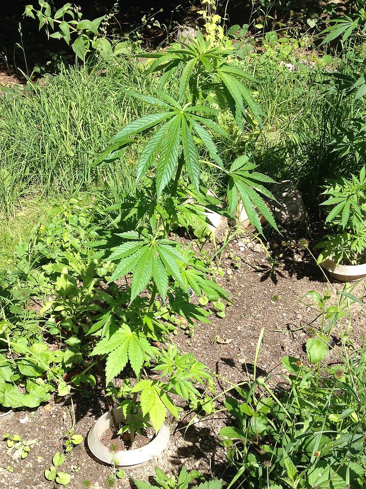Growreport Bild 16
