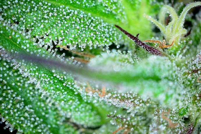 Growreport Bild 4