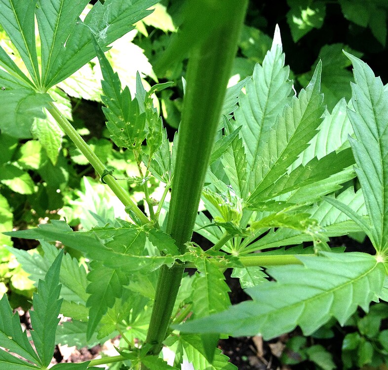 Growreport Bild 4